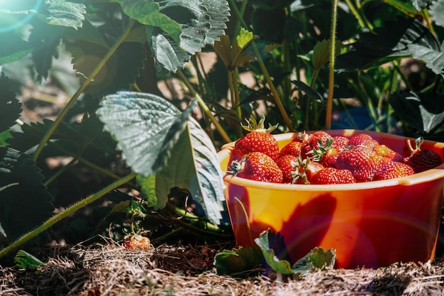 Foto erdbeeren in einem roten teller werden gerade gepflückt. sonniger tag im garten