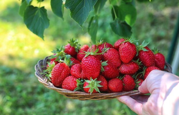 Erdbeeren in seiner ausgestreckten Hand