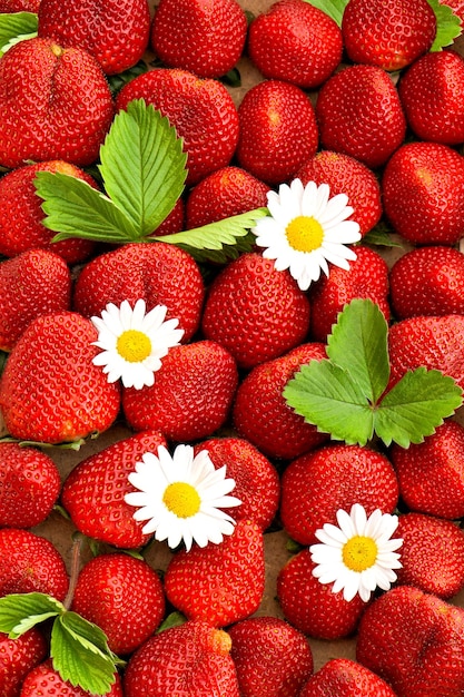 Erdbeeren mit Gänseblümchen blüht Lebensmittelhintergrund