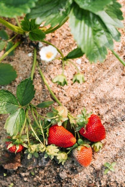 Erdbeeren reifen in der Sonne im Garten