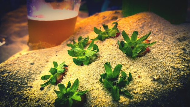 Foto erdbeeren und bierglas auf sand