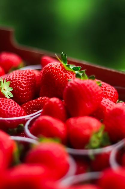 Erdbeeren verpackt in Box süße reife perfekte Erdbeerernte Bio-Garten und Landwirtschaft