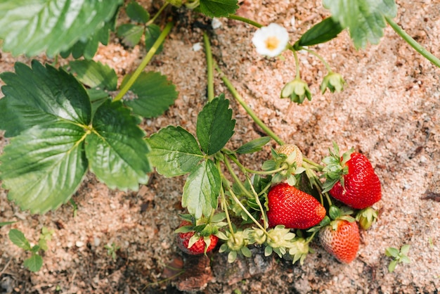 Erdbeeren wachsen im Garten