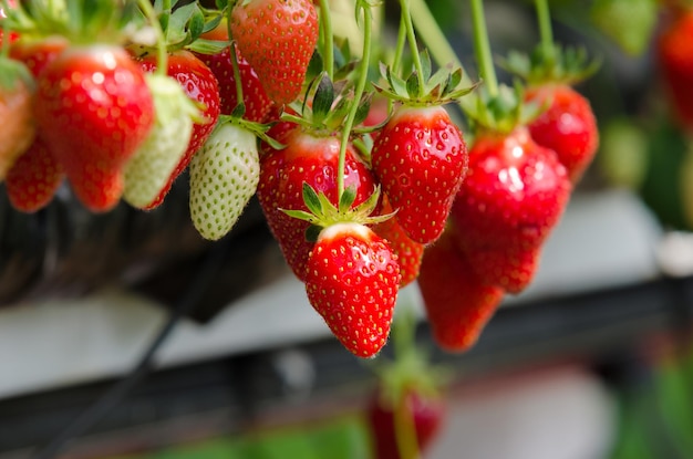 Foto erdbeeren werden angebaut