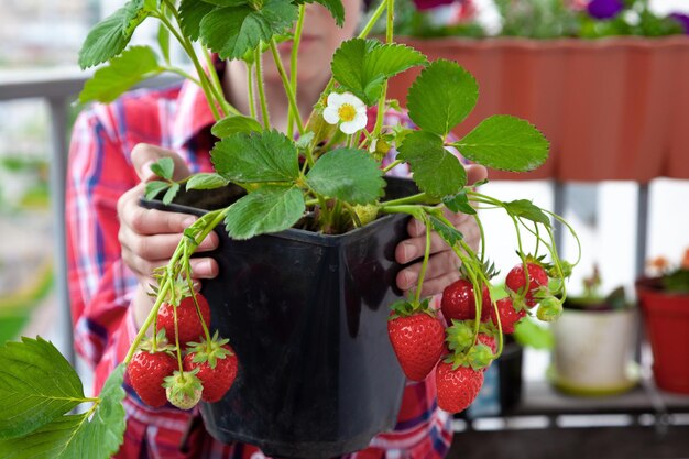 Erdbeeren zu Hause auf dem Balkon in Töpfen anbauen Erdbeerstrauch mit Beeren zum Halten in den Händen Gartenarbeit Landwirtschaft Erdbeeren ernten Blätter Früchte und Blüten einer Beere