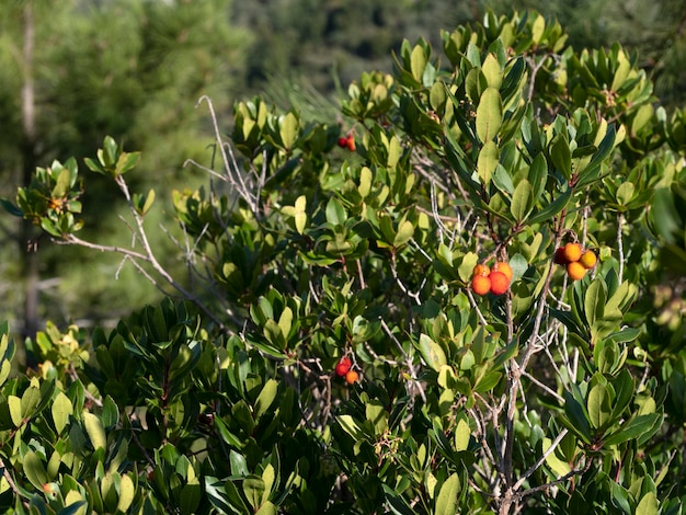 Erdbeerobstbaum in Ligurien, Italien