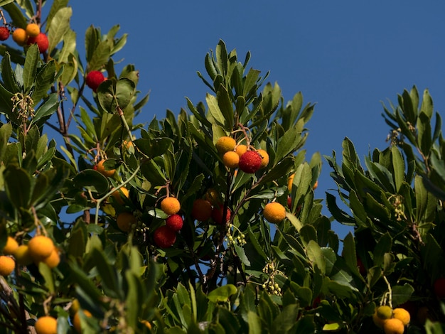 Erdbeerobstbaum in Ligurien, Italien