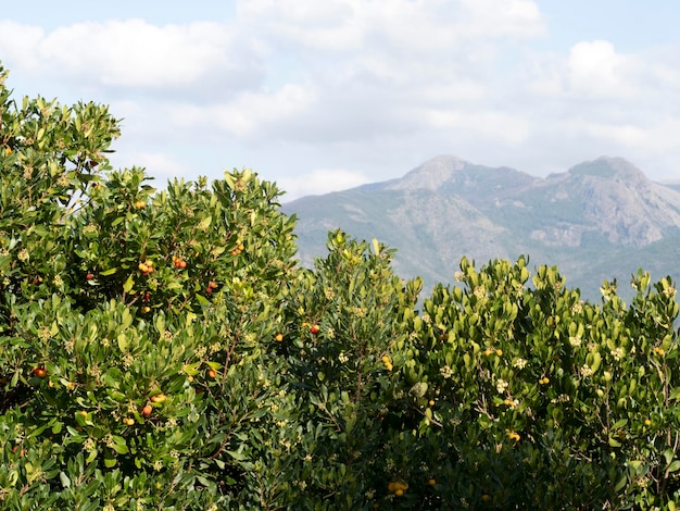 Erdbeerobstbaum in Ligurien, Italien