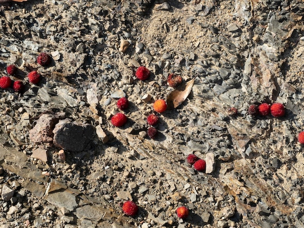 Erdbeerobstbaum in Ligurien, Italien