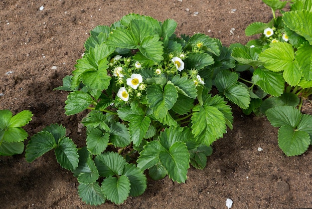 Erdbeerpflanze Blühende Erdbeersträucher. Erdbeeren wachsen im Garten