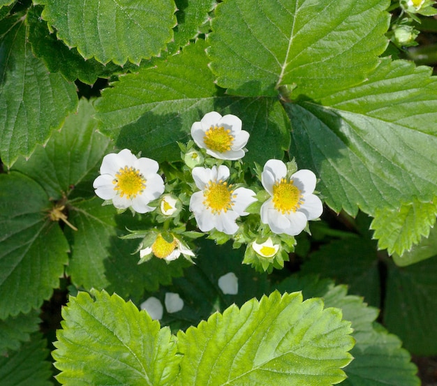 Erdbeerpflanze Blüte der Erdbeere Erdbeersträucher