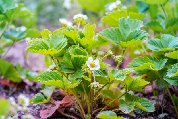 Erdbeerpflanze im Beet, Nahaufnahme während der Blüte. Hausgartenarbeit