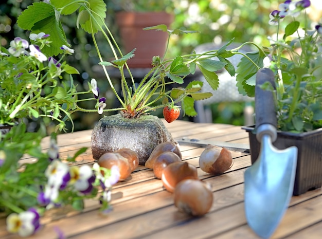 Erdbeerpflanze, Zwiebeln, Blumen mit einer Schaufel auf einen Gartentisch gestellt, Gartenarbeit zu Hause