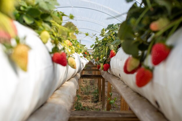 Erdbeerpflanzen Erdbeerzüchter arbeiten im Gewächshaus mit Ernte