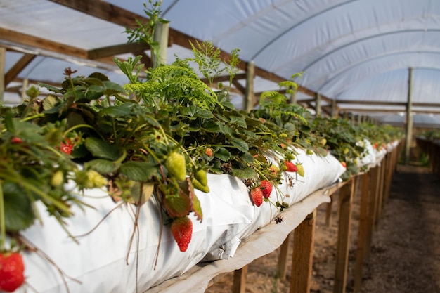 Erdbeerpflanzen Erdbeerzüchter arbeiten im Gewächshaus mit Ernte