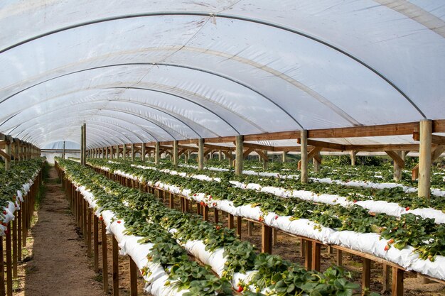 Erdbeerpflanzen Erdbeerzüchter arbeiten im Gewächshaus mit Ernte