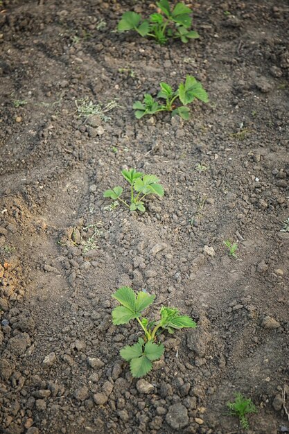 Erdbeerpflanzen im Garten