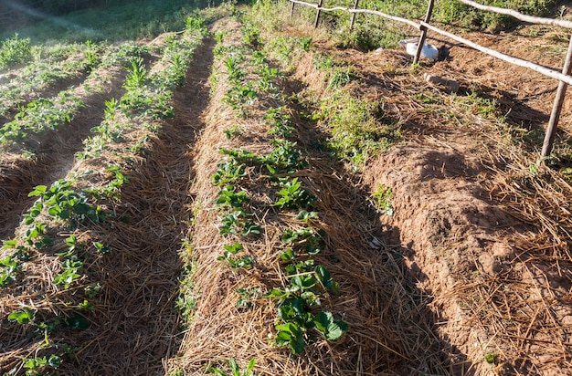 Erdbeerplantage mit den hellen Fackeln.