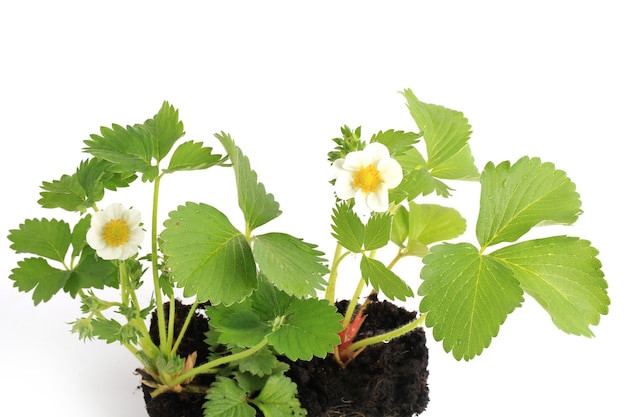 Foto erdbeersämling mit blume lokalisiert auf weißem hintergrund