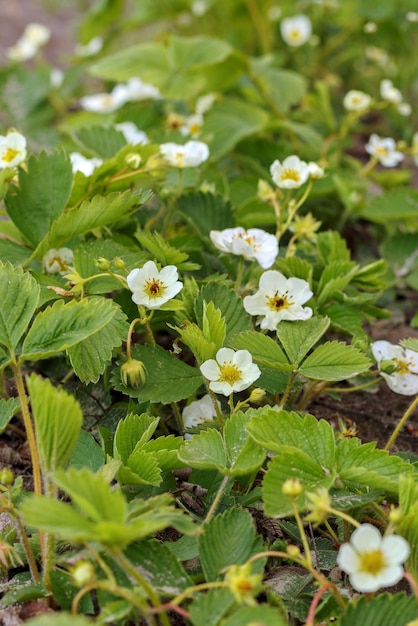 Erdbeersträucher mit Blüte