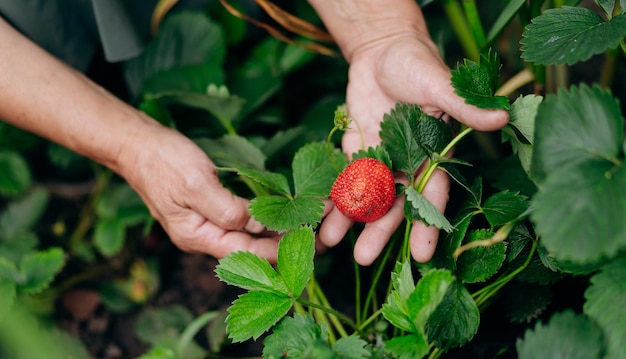 Erdbeerzüchter Gärtner, der im Gewächshaus mit Erntefrau arbeitet, die Beeren hält