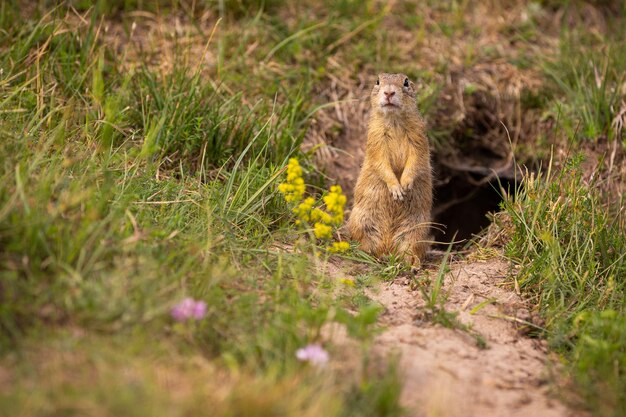 Erdhörnchen auf blühender Wiese. Europäischer Suslik. Spermophilus citellus. Tier der wild lebenden Tiere im Naturlebensraum. Kleiner Park mitten in der Rush City.