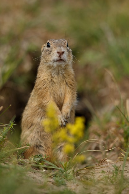 Erdhörnchen auf blühender Wiese Europäischer Suslik Spermophilus citellus