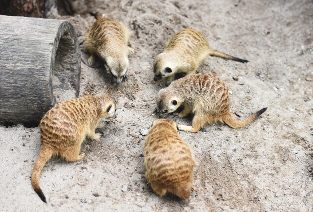 Erdmännchen auf dem Boden