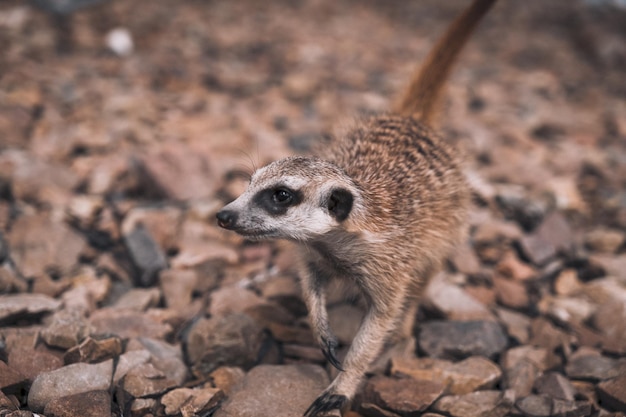 Erdmännchen auf den Felsen