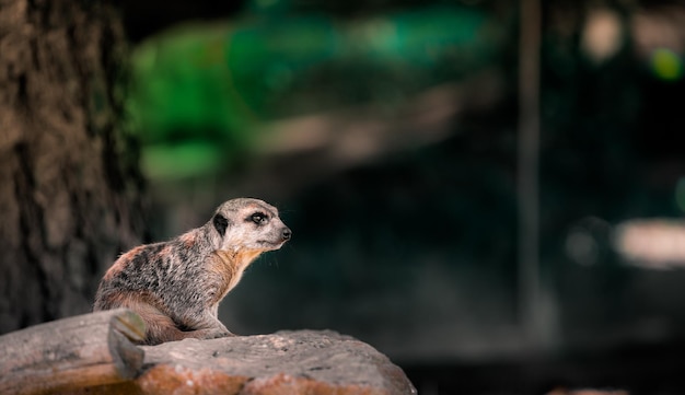 Erdmännchen auf Felsen