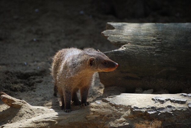 Erdmännchen aus dem Zoo steht und schaut