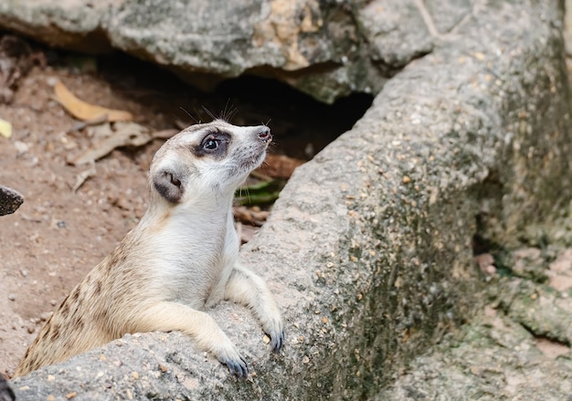 Erdmännchen fängt den Stein