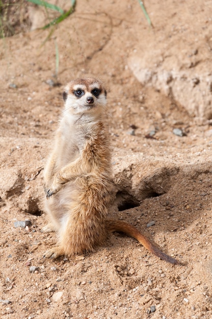 Erdmännchen im Sand sitzen