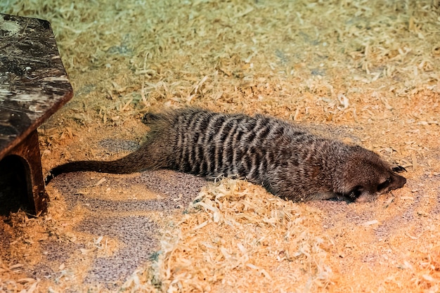 Erdmännchen im Zoo. Suricate