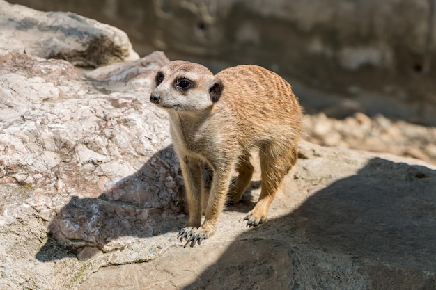 Erdmännchen im Zoo Wilde Tiere