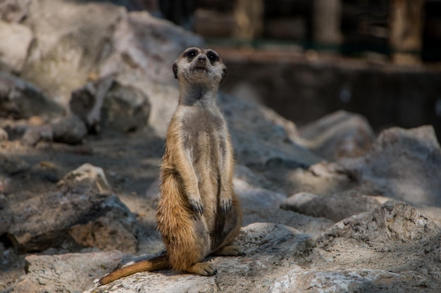 Erdmännchen im Zoo