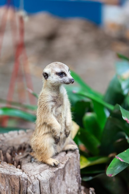 Erdmännchen im Zoopark