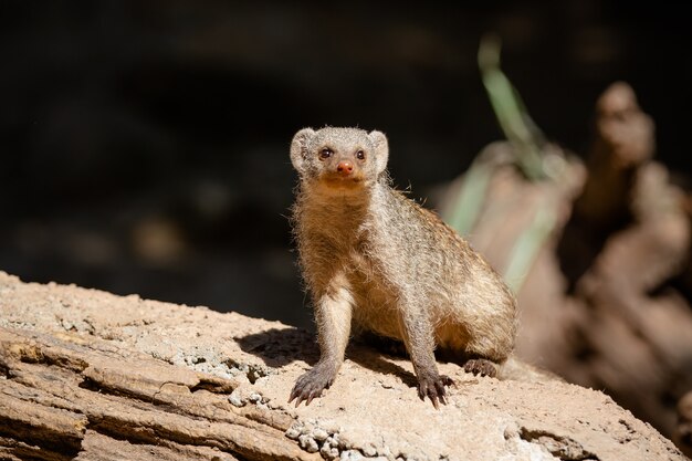 Erdmännchen ist eine Säugetierart in der Familie Herpestidae