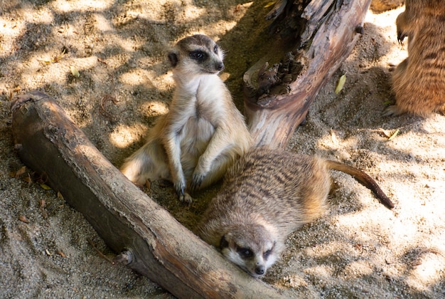 Erdmännchen liegen im Schatten auf dem Sand Erdmännchen sind wilde Tiere in freier Wildbahn