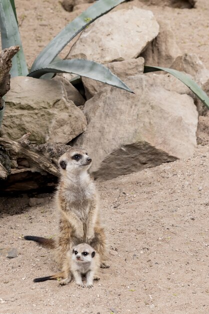 Erdmännchen mit seinem Baby stehen im Sand