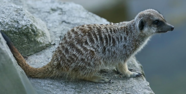 Erdmännchen Nahaufnahme sitzt auf einem Felsen im Freien