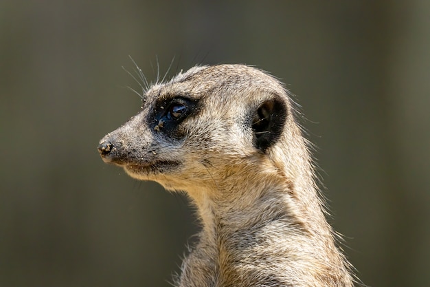 Foto erdmännchen oder suricate nahaufnahmeporträt