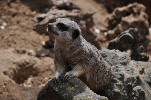 Erdmännchen oder suricate, wildes Tier in Aktion