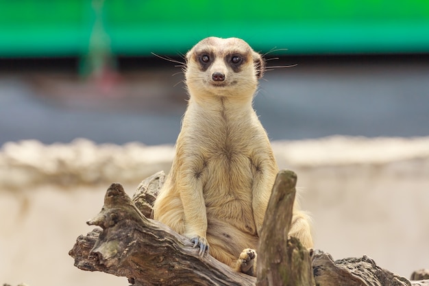 Foto erdmännchen sitzend.