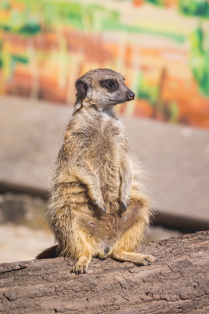 Erdmännchen sitzt auf Baumstamm