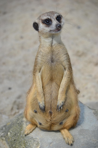 Erdmännchen sitzt auf einem Boden