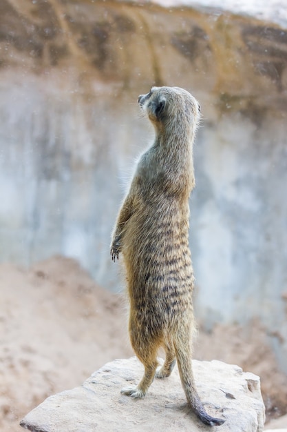 Erdmännchen stehend