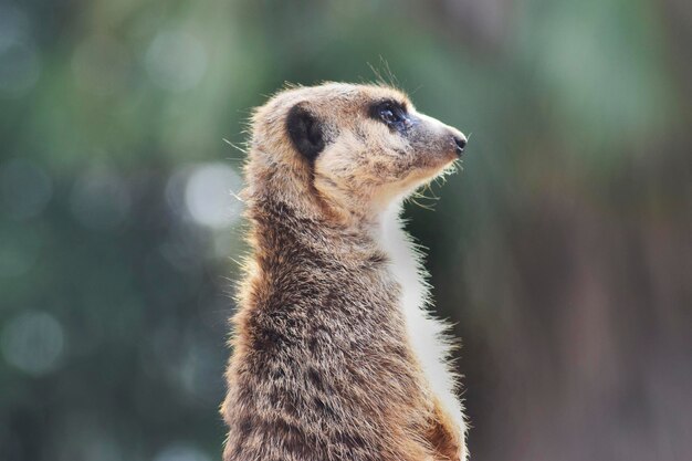 Erdmännchen suricata wacht über und schützt die Herde