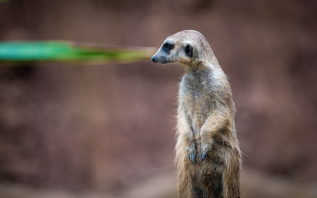 Erdmännchen Tierwelt Tier