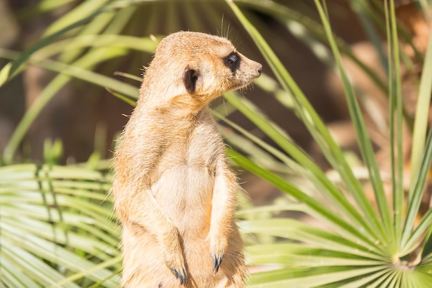 Erdmännchen zur Sonne neugierig Suricata suricatta